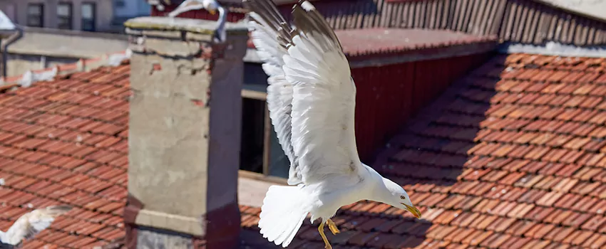 Residential Chimney Animal Removal Solution in Gloversville, NY