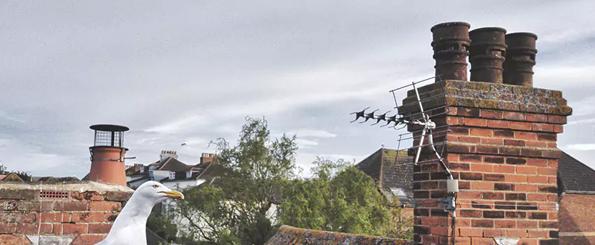 Chimney Cleaning And Restoration in Gloversville, New York